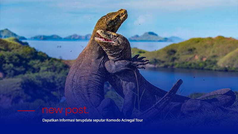 Artikel Komodo Aciregal Tour 1