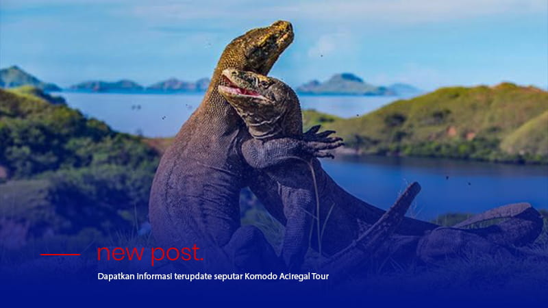 Artikel Komodo Aciregal Tour 1