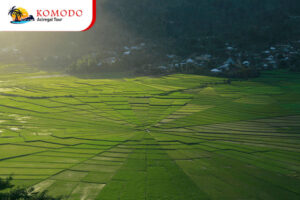 Spider Web Rice Fields (Lingko)