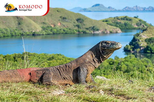 Komodo Island Komodo Island