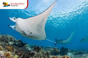 Manta Point